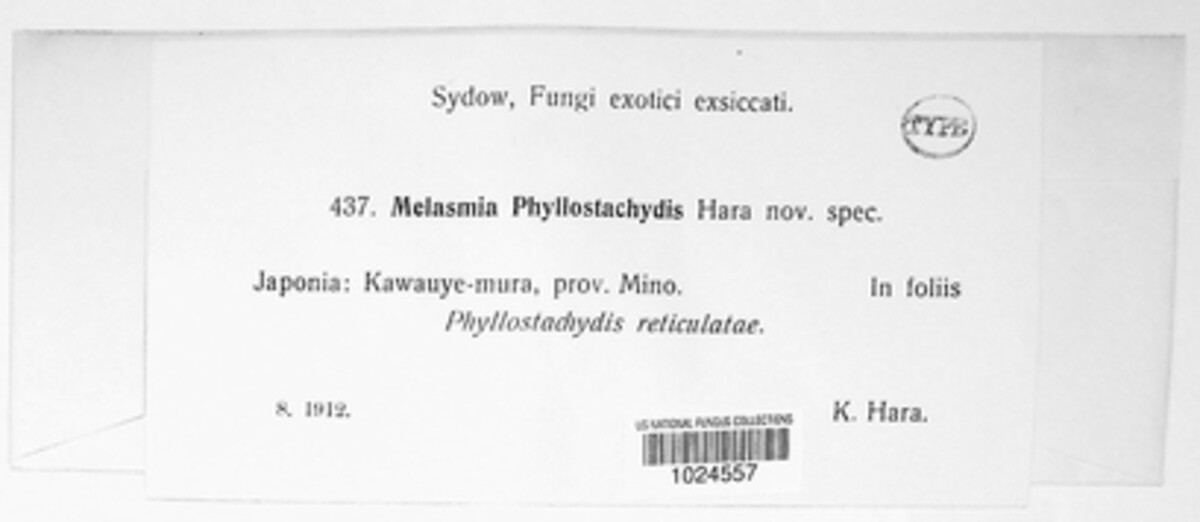 Melasmia phyllostachydis image